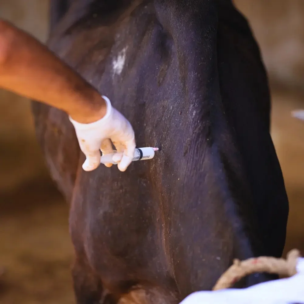 SSF volunteer carefully bottle-feeding a weak white calf lying on the ground