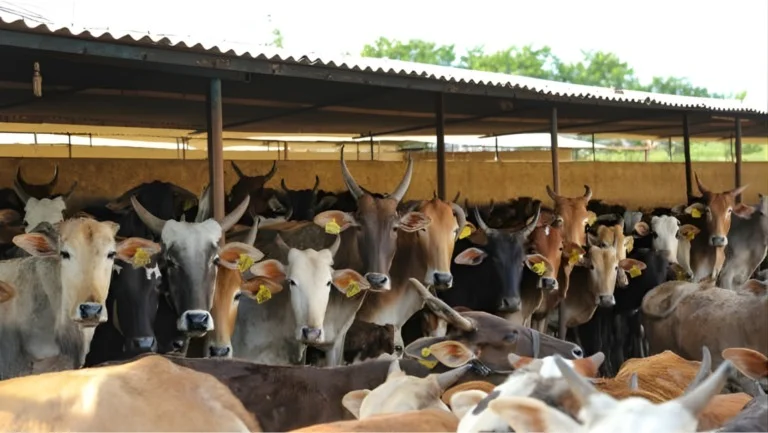 Cow welfare and adoption initiative banner with healthy cow