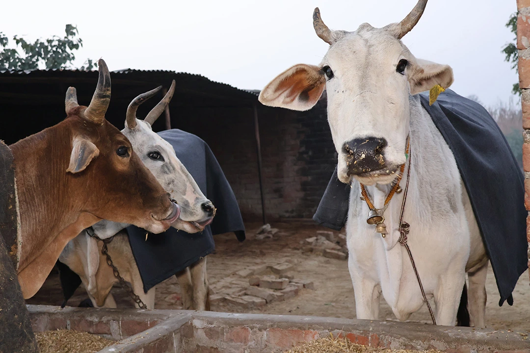 SSF volunteer feeding rescued cow — cow welfare programme
